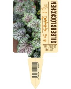 Heuchera micrantha 'Marvelous Marble', Bildstecketikett VS