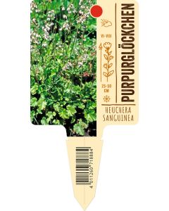 Heucherasanguinea, Bildstecketikett VS:
