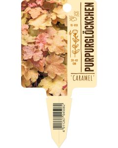 Heuchera villosa 'Caramel'®, Bildstecketikett VS