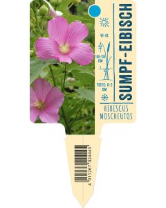 Hibiscus moscheutos, Bildstecketikett VS