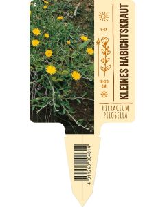 Hieracium pilosella VS