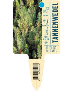 Hippuris vulgaris, Bildstecketikett VS