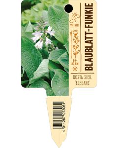 Hosta sieb. 'Elegans', Bildstecketikett VS: