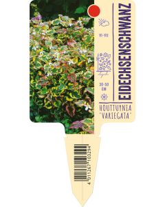Houttuynia cordata 'Variegata', Bildstecketikett VS