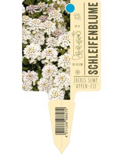 Iberis sempervirens 'Appen-Etz', Bildstecketikett VS