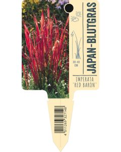 Imperata cylindrica 'Red Baron', Bildstecketikett VS