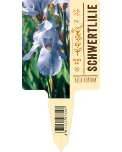 Iris Barbata-Elatior 'Blue Rhythm', Bildstecketikett VS