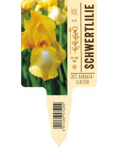 Iris Barbata-Elatior-Hybr. gelb VS