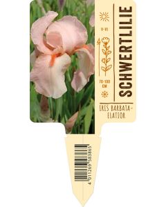 Iris Barbata-Elatior-Hybr. rosa VS