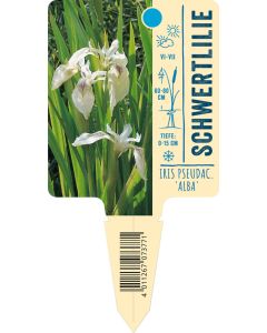 Iris pseudacorus, Bildstecketikett VS: