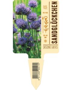 Jasione laevis, Bildstecketikett VS