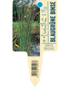 Juncus inflexus, Bildstecketikett VS