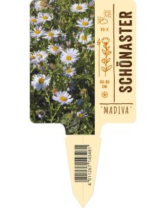 Kalimeris incisa 'Madiva', Bildstecketikett VS