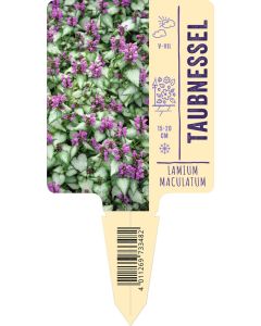 Lamium maculatum VS