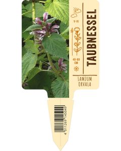 Lamium orvala, Bildstecketikett VS