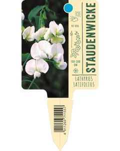 Lathyrus latifolius, Bildstecketikett VS: