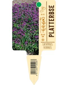 Lathyrusvernus, Bildstecketikett VS: