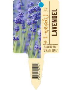 Lavandula angust. 'Dwarf Blue', Bildstecketikett VS
