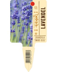 Lavandula angust. 'Dwarf Blue', Bildstecketikett VS