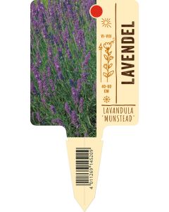 Lavandula angust. 'Munstead', Bildstecketikett VS