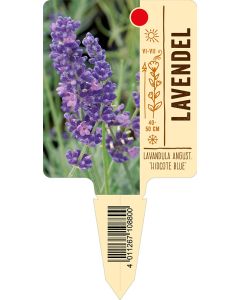 Lavandula angustifolia 'Hidcote Blue', Bildstecketikett VS: