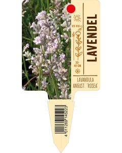Lavandula angustifolia 'Rosea', Bildstecketikett VS: