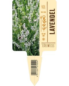 Lavandula intermedia 'Edelweiss' VS