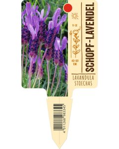 Lavandula stoechas, Bildstecketikett VS