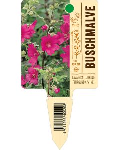 Lavatera thuring. 'Burgundy Wine', Bildstecketikett VS: