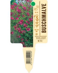 Lavatera thuringiaca 'Burgundy Wine', Bildstecketikett VS