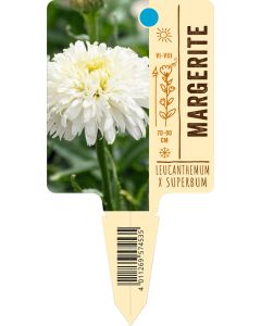 Leucanthemum x superbum, Bildstecketikett VS