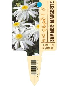 Leucanthemum x superbum 'Christine Hagemann', Bildstecketikett VS