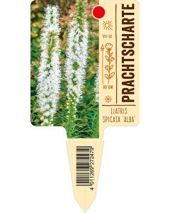 Liatris spicata 'Alba', Bildstecketikett VS: