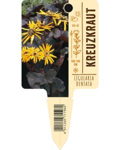 Ligularia dentata, Bildstecketikett VS