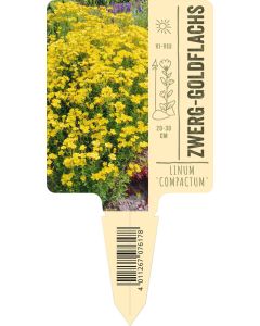 Linum flavum 'Compactum', Bildstecketikett VS