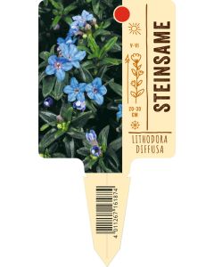 Lithodora diffusa, Bildstecketikett VS