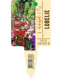 Lobelia speciosa 'Kompliment® Mischung', Bildstecketikett VS: