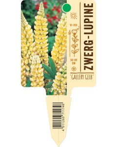 Lupinus Nanus 'Gallery Gelb', Bildstecketikett VS