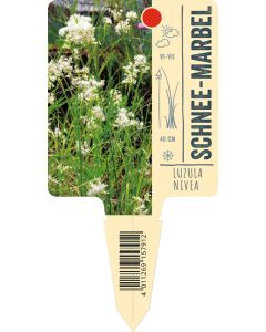 Luzula nivea, Bildstecketikett VS