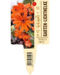 Lychnis Arkwrightii-Hybride 'Oranger Zwerg', Bildstecketikett VS