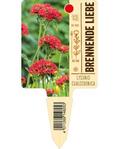 Lychnischalcedonica, Bildstecketikett VS: