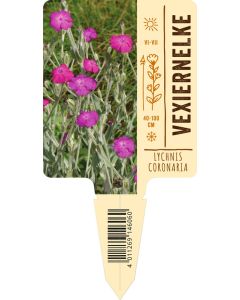 Lychnis coronaria lila VS
