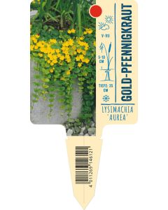 Lysimachia nummularia 'Aurea', Bildstecketikett VS