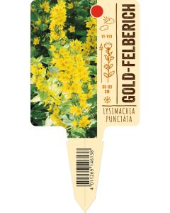 Lysimachia punctata, Bildstecketikett VS