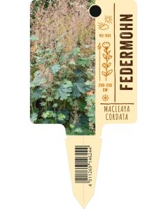 Macleaya cordata, Bildstecketikett VS