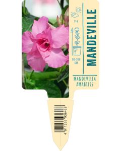 Bildstecketikett, Mandevilla amabilis VS: