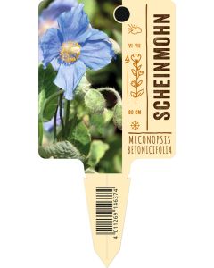 Meconopsis betonicifolia, Bildstecketikett VS