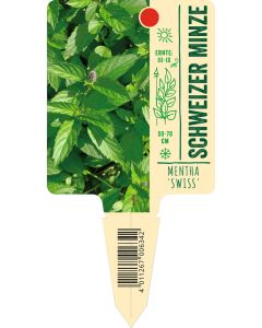 Mentha spic. 'Swiss', Bildstecketikett VS