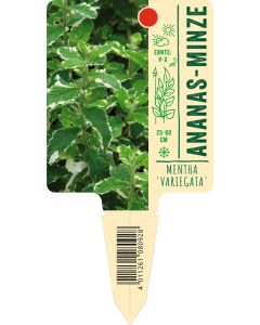 Mentha suav. 'Variegata', Bildstecketikett VS