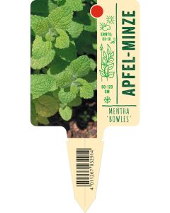 Mentha x rot. 'Bowles', Bildstecketikett VS